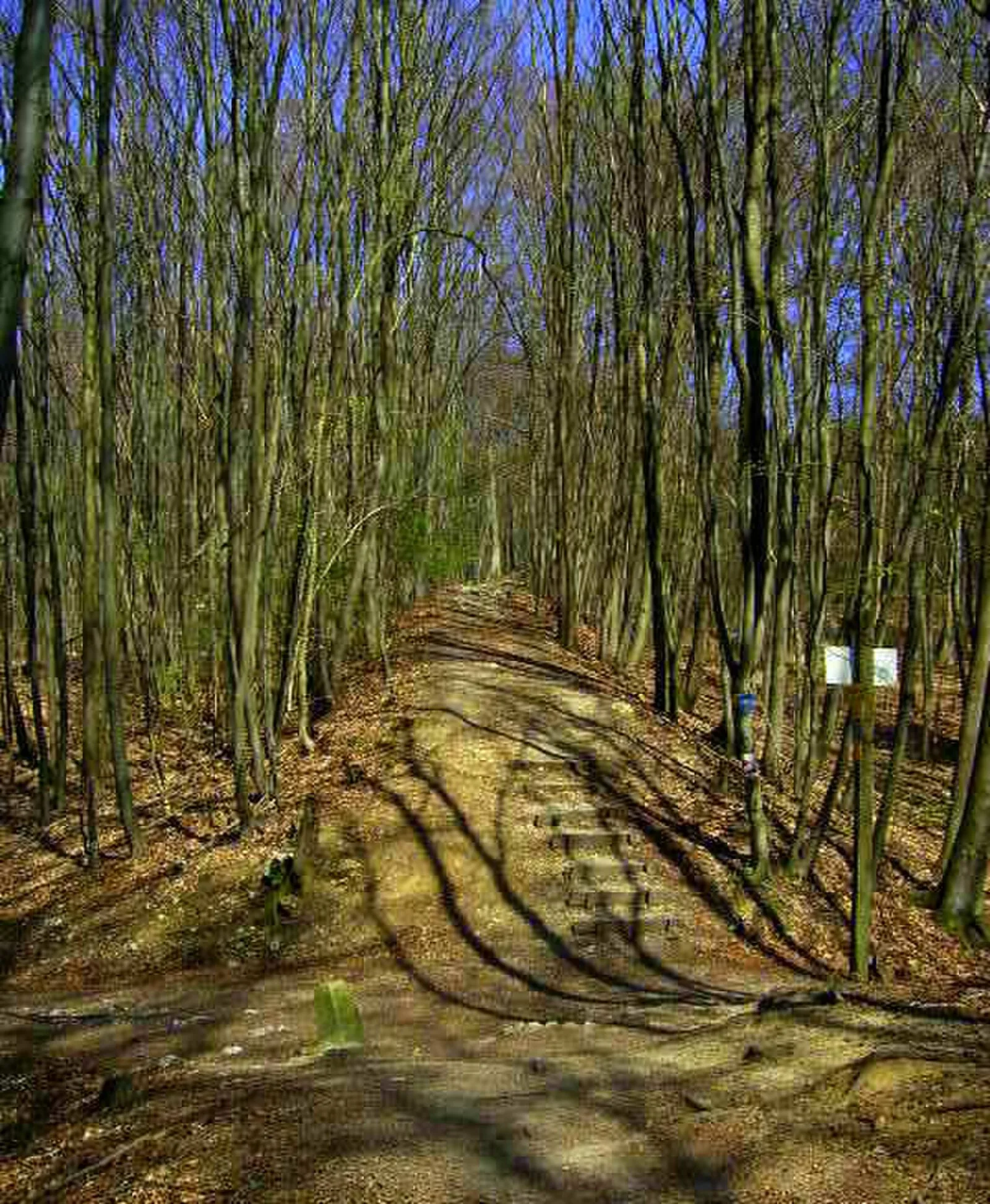 Alcimoennis