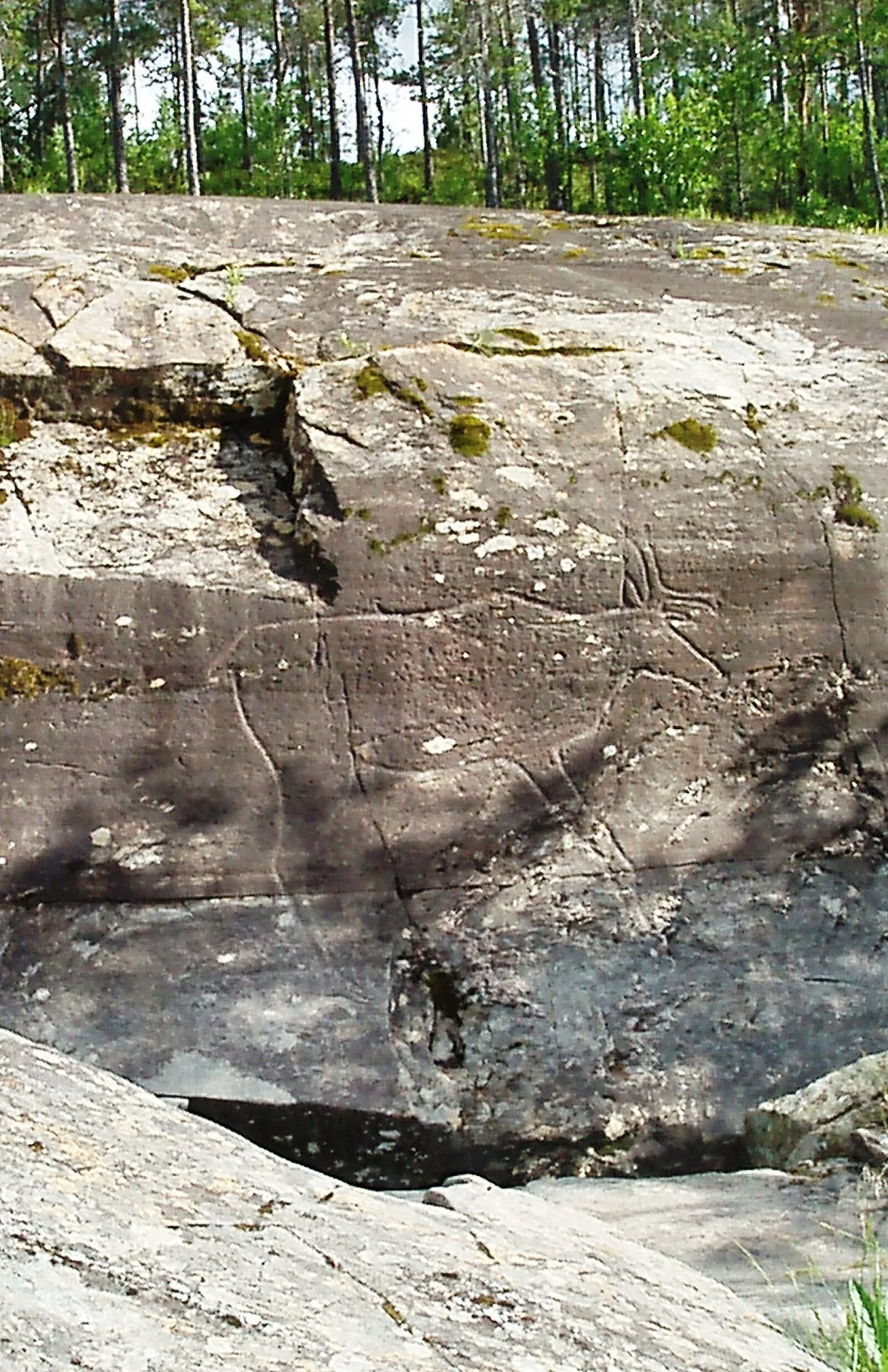 Bølareinen
