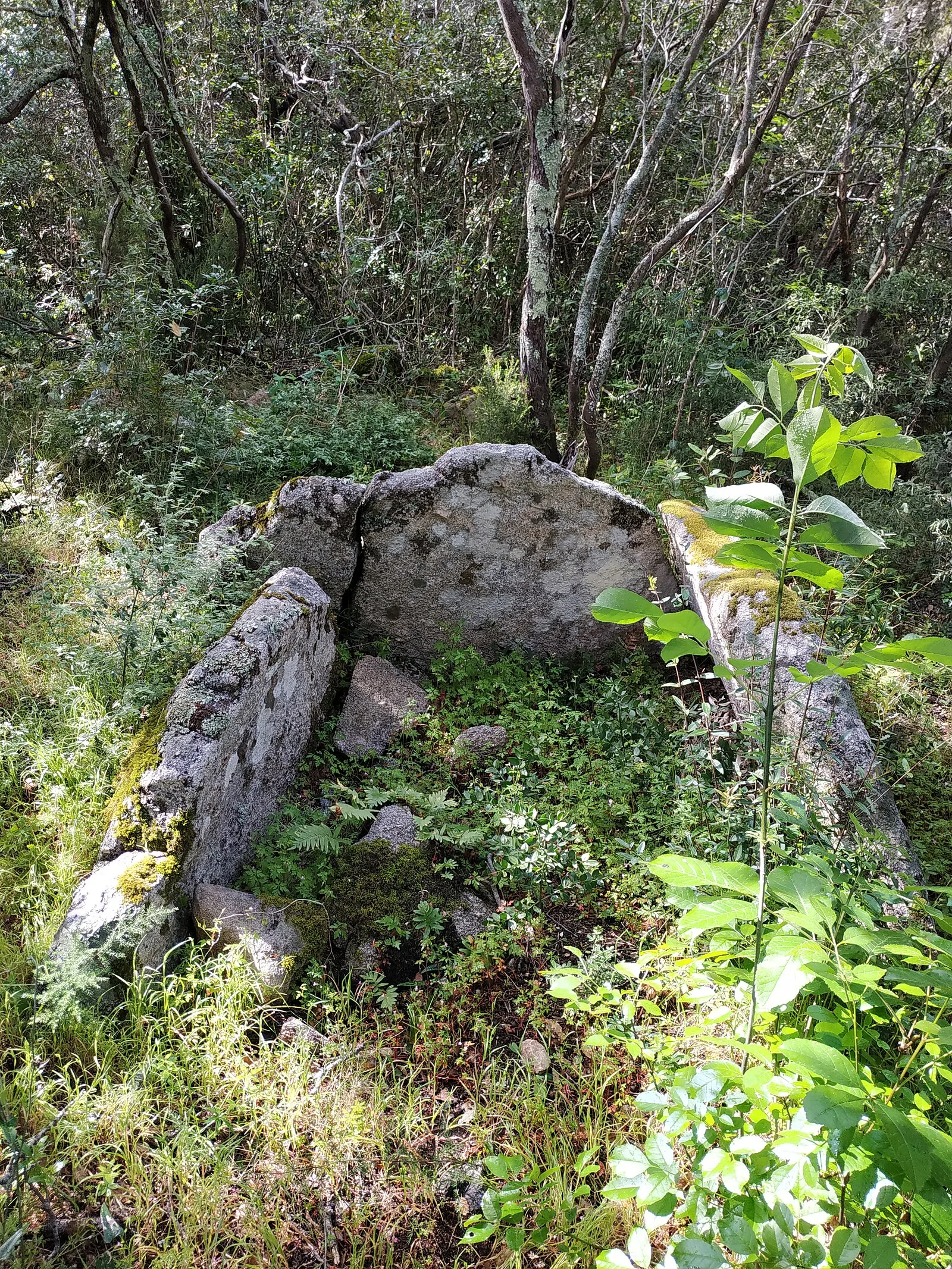 Pughjaredda