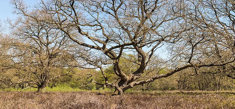 Strubben-Kniphorstbos