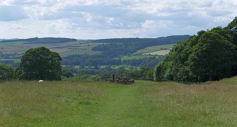 Planetrees - Hadrian's Wall Section