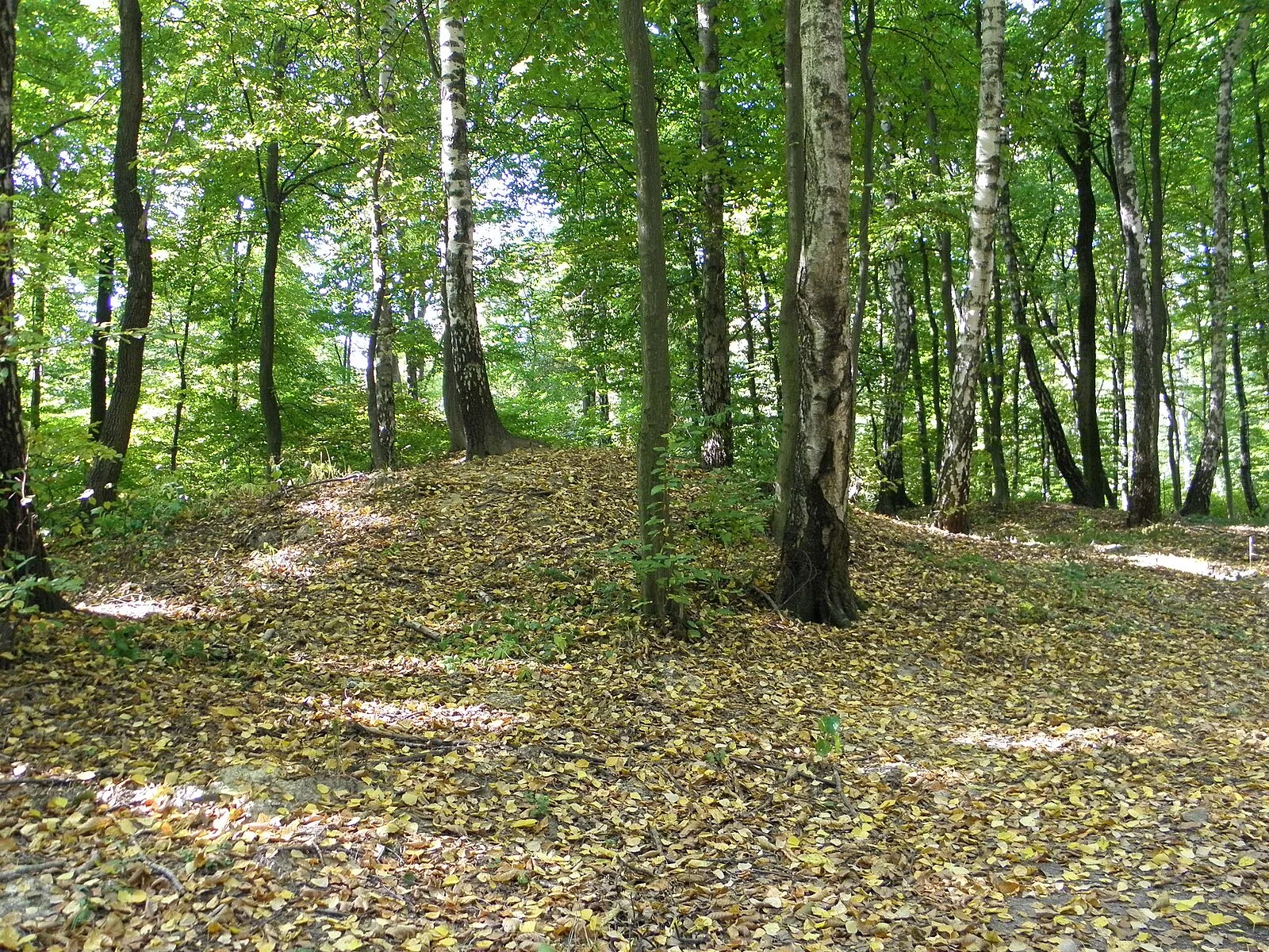 Kleczanów Forest