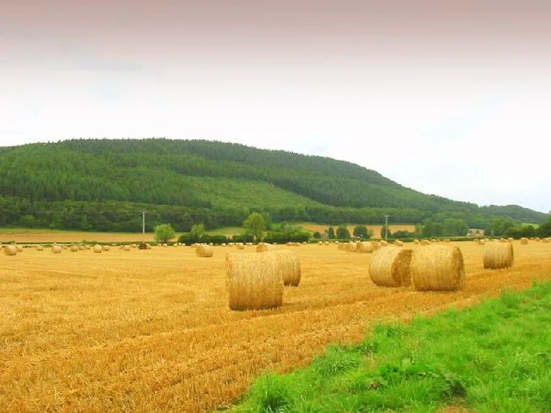 Wapley Hill