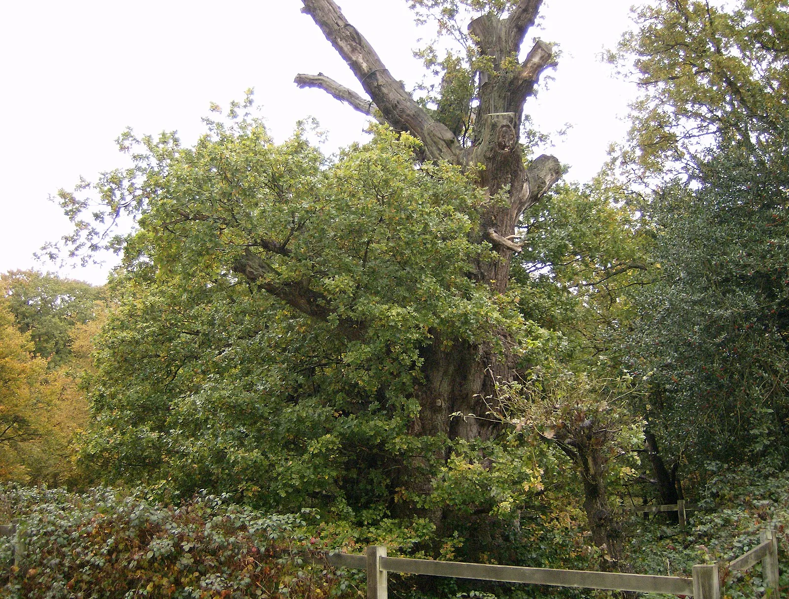 Burnham Beeches