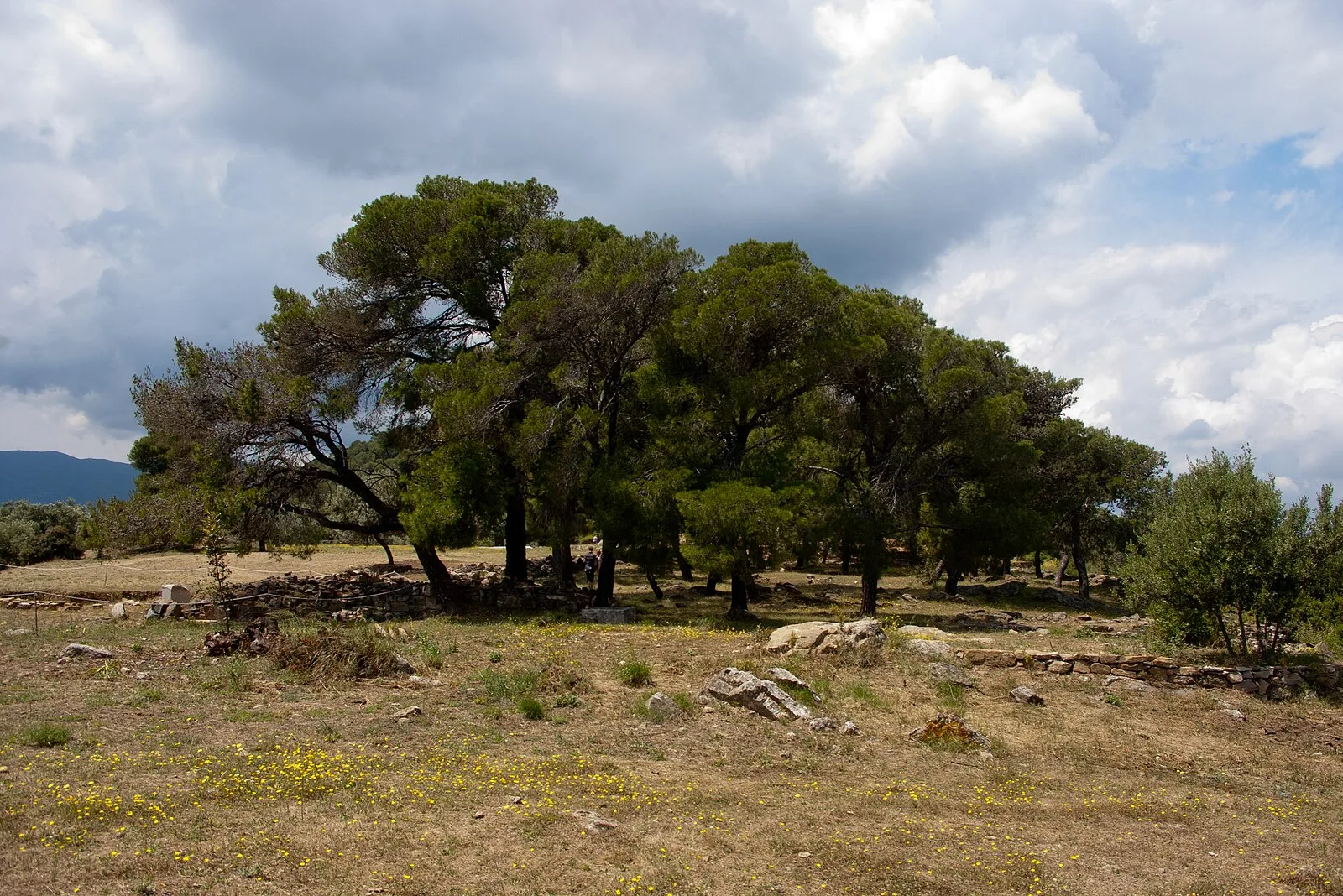 Kalaureia
