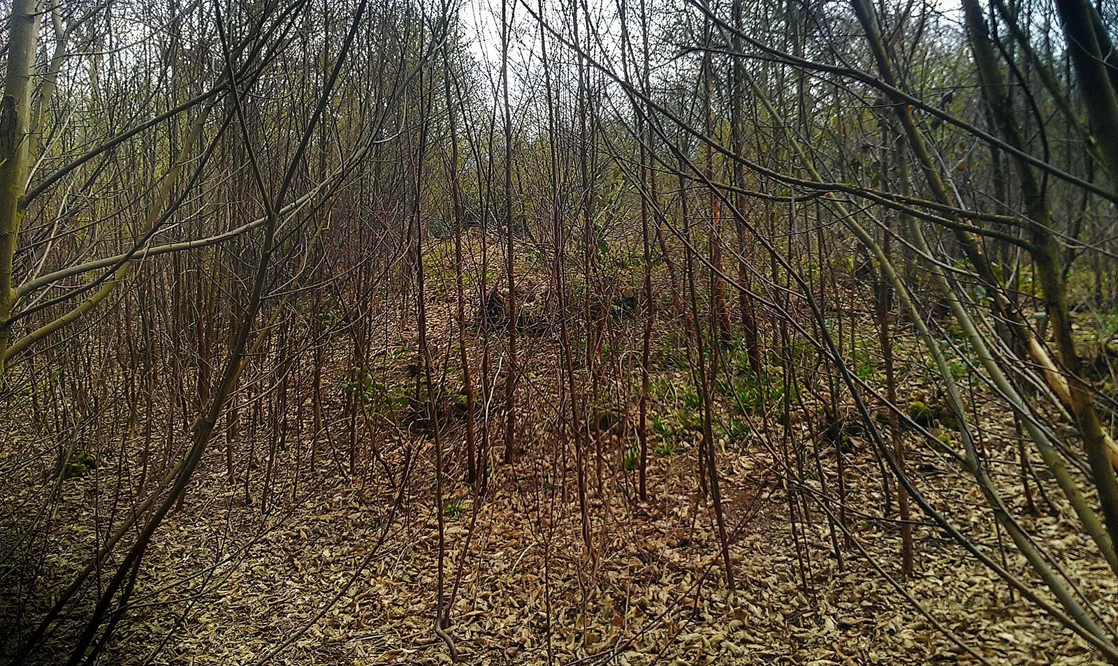 Shrub's Wood Long Barrow