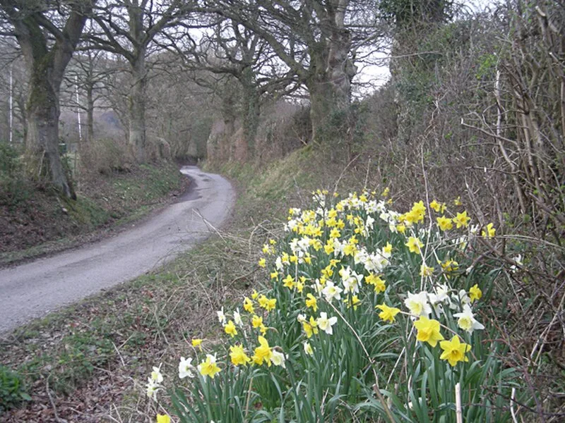 Botley Stone