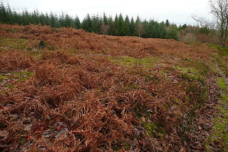 Long Wood Enclosure