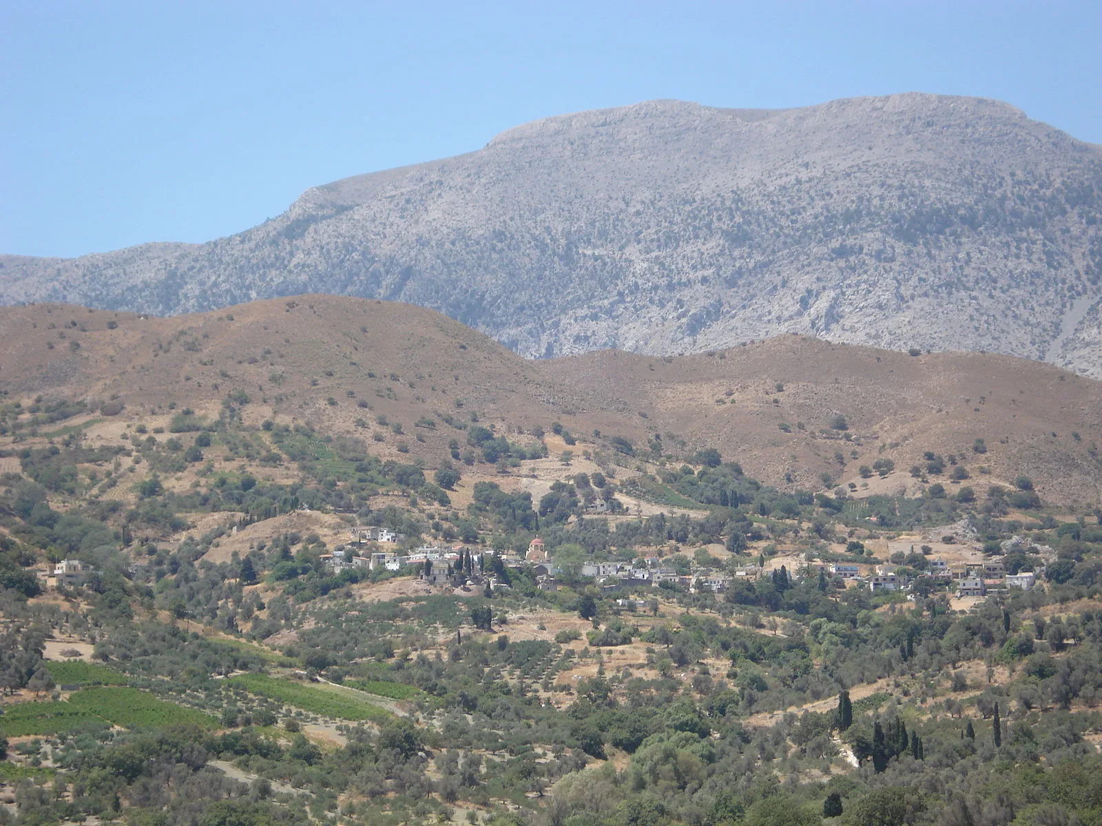 Prinias