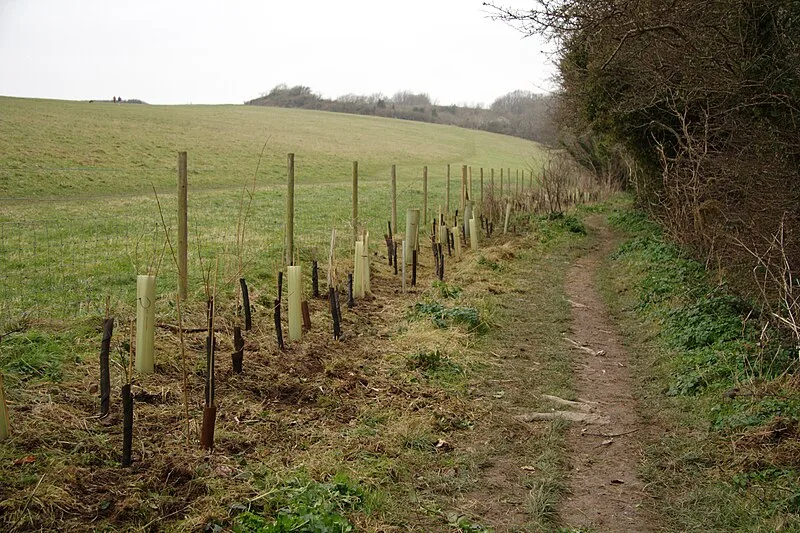 Offham Hill