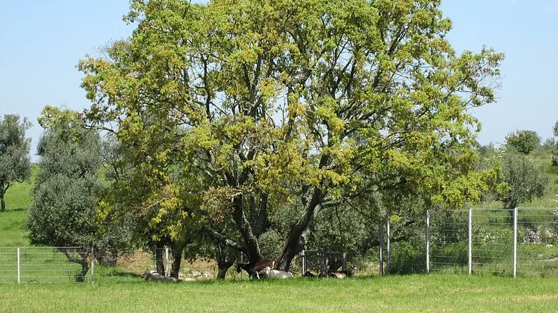 Roman Villa of Rabaçal