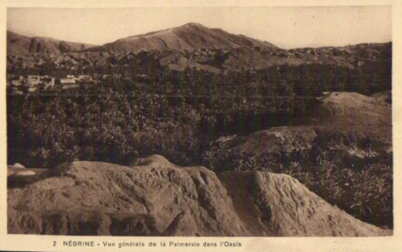 Negrine