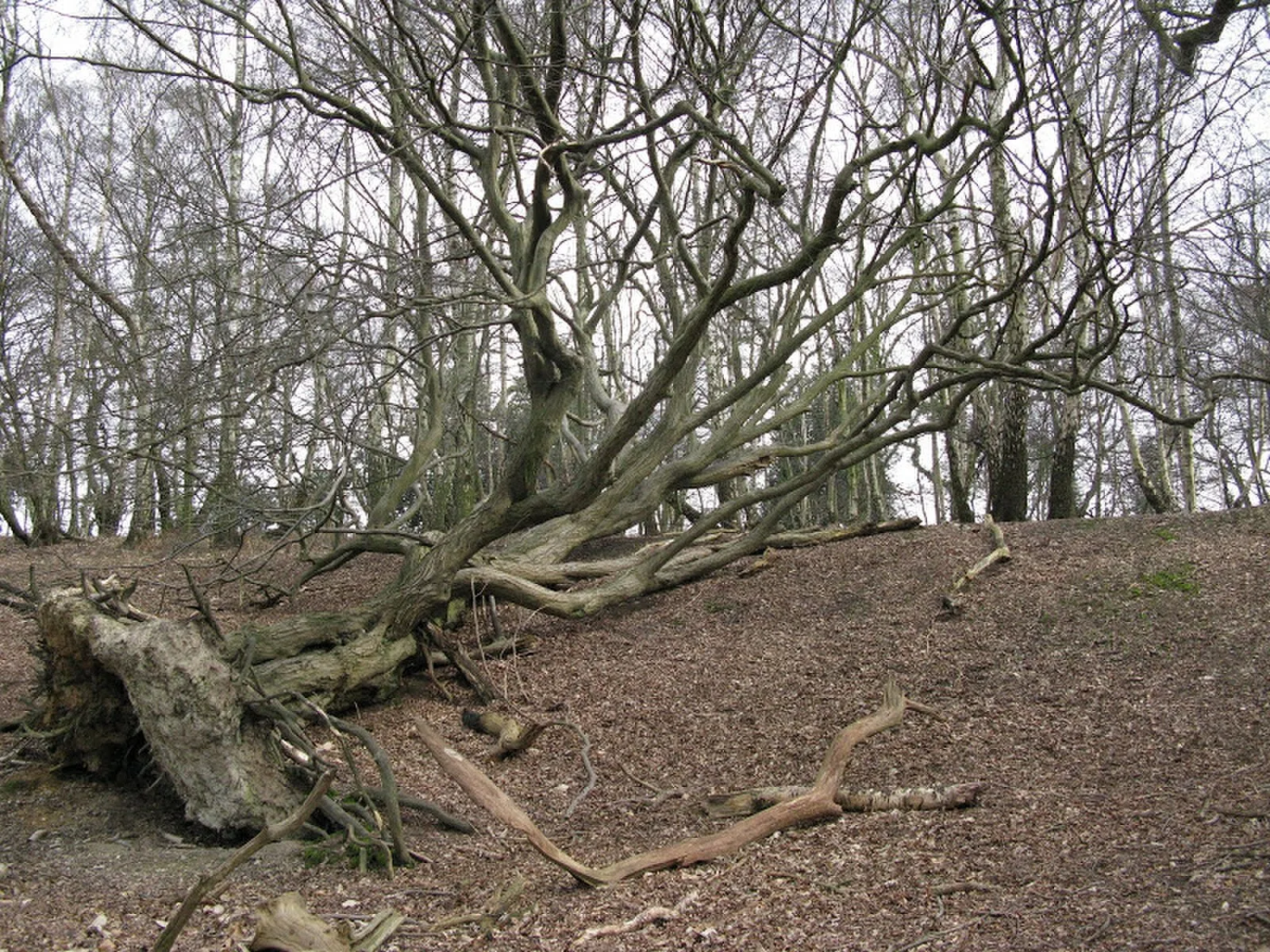 South Weald Camp