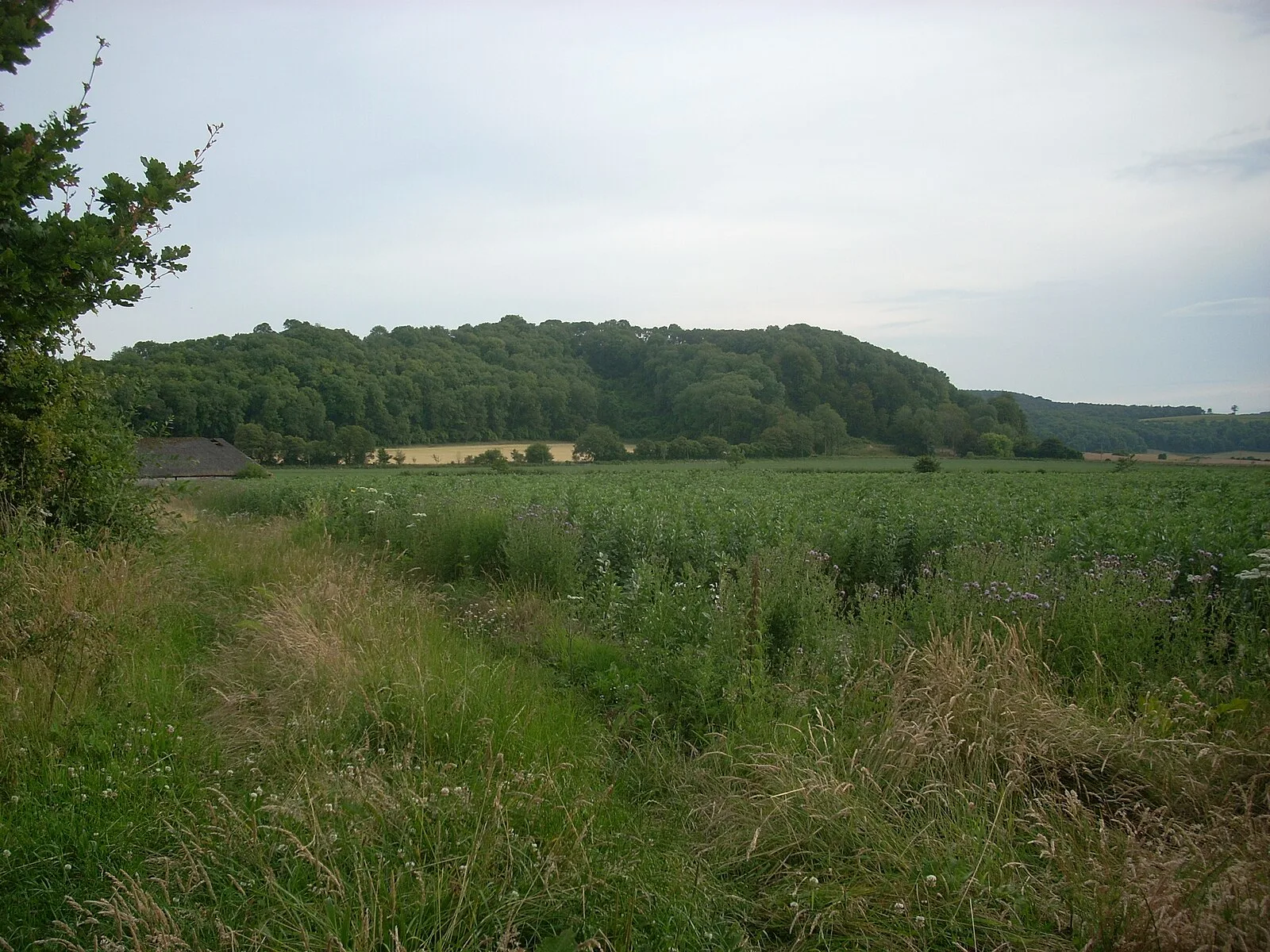 Torberry Hill
