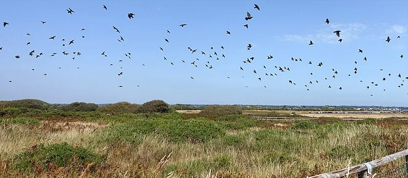 Hengistbury Head