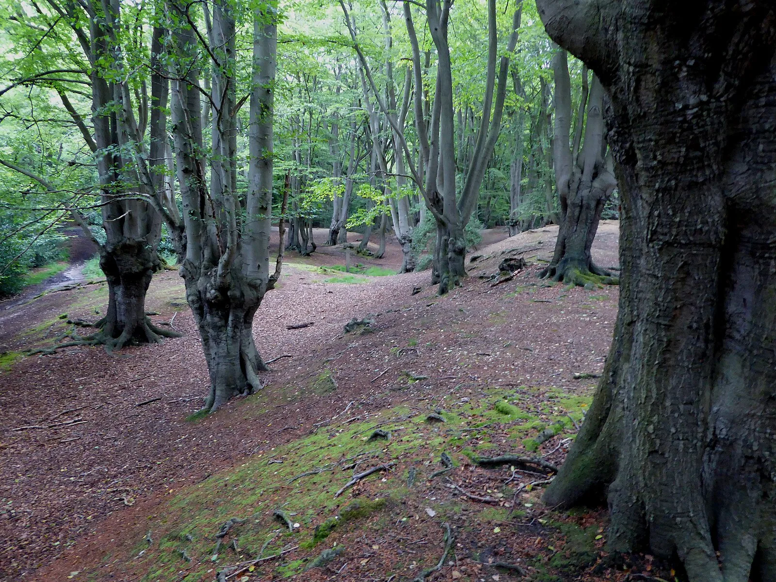 Loughton Camp