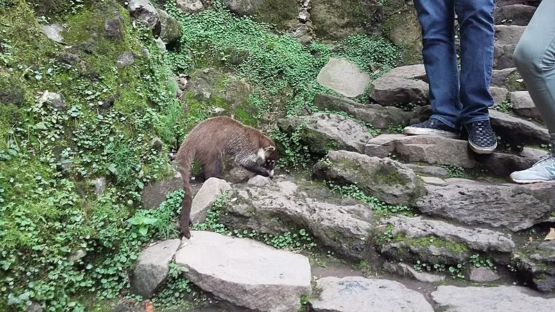 El Tepozteco