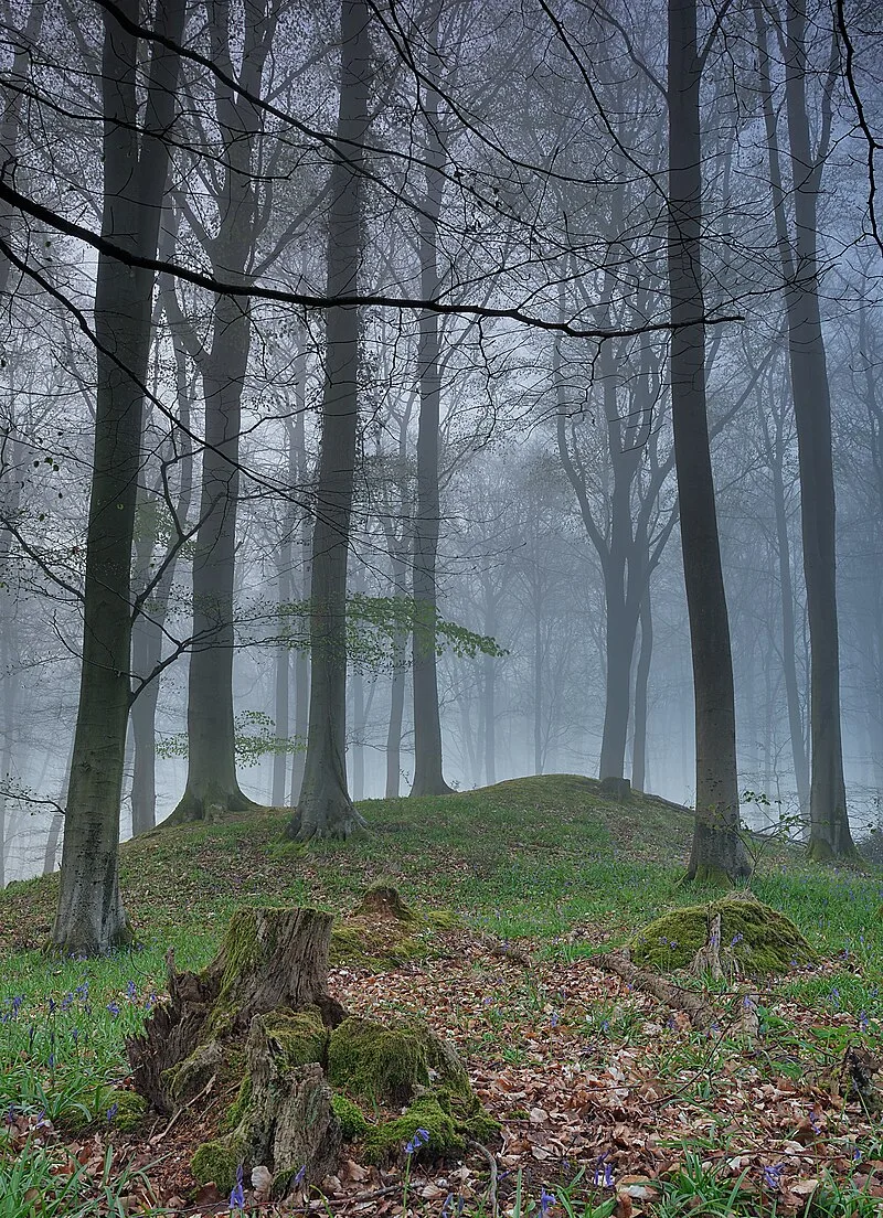 Micheldever Wood