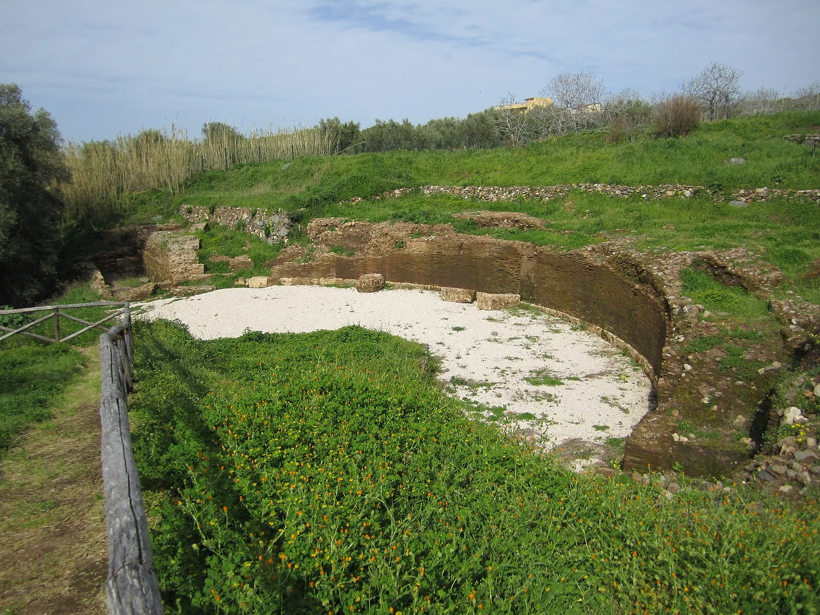 Tauriana