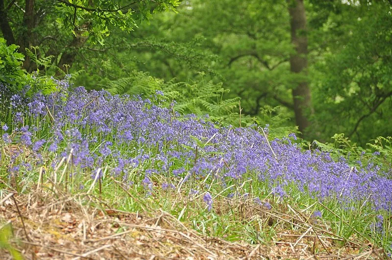 Dolaucothi Gold Mines