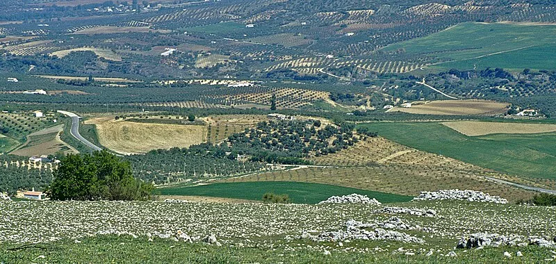Acinipo