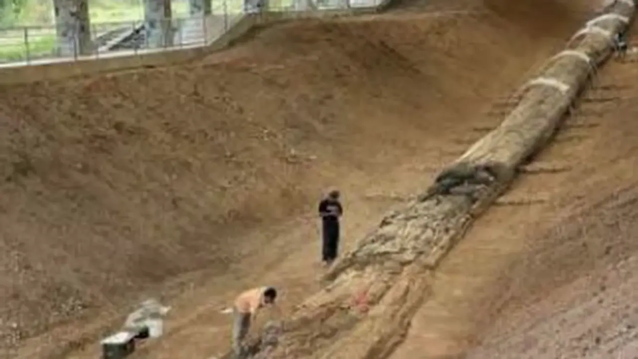 330-foot petrified trees discovered in Tak Province, Thailand