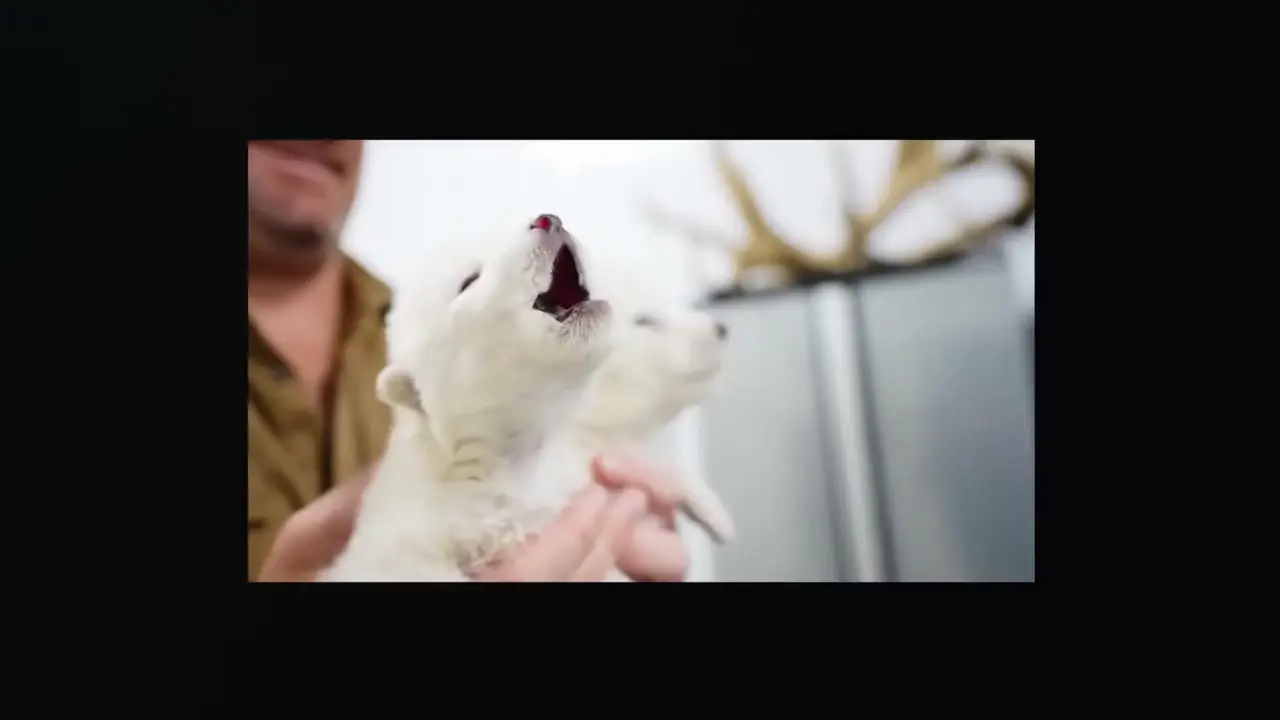 Colossal Biosciences announces dire wolf de-extinction with three pups born