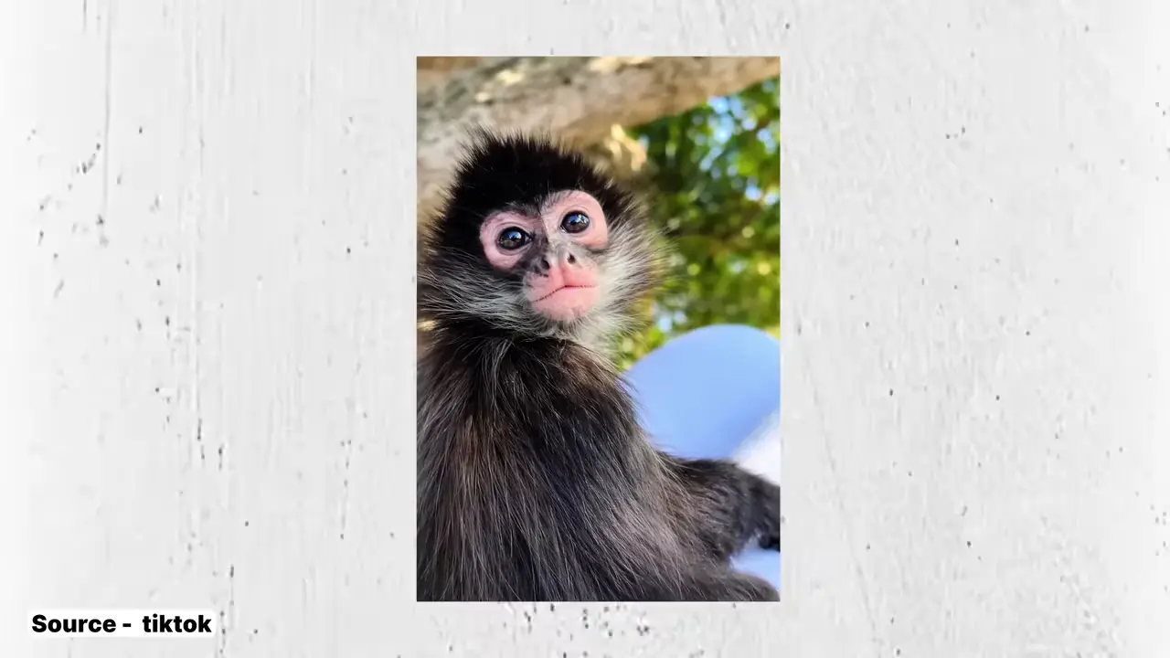El Negro and head two braids likely depict quetzal feathers and spider monkeys, not Africans