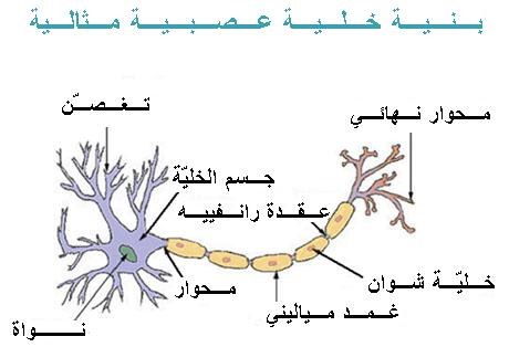 Neuron ar