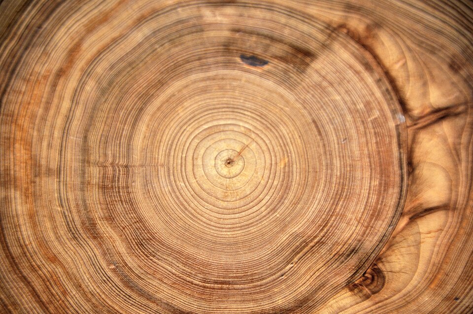 Tree rings in Taxodium distichum wood (bald cypress) 2