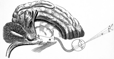 Descartes: The Nervous System. Diagram of the brain and the pineal gland