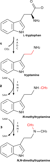 DMT biosynthetic pathway
