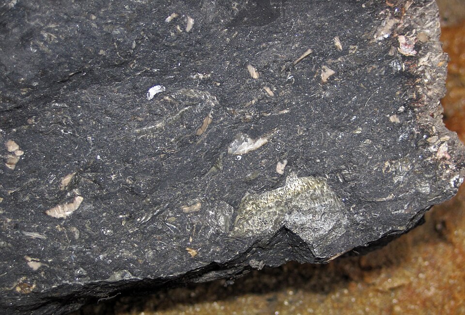 Fossiliferous limestone (Poverty Run Limestone, Lower Pennsylvanian; Irish Ridge East roadcut, near Trinway, Ohio, USA) 2