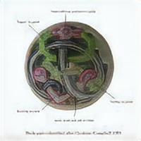 EARLY MEDIEVAL BROOCH