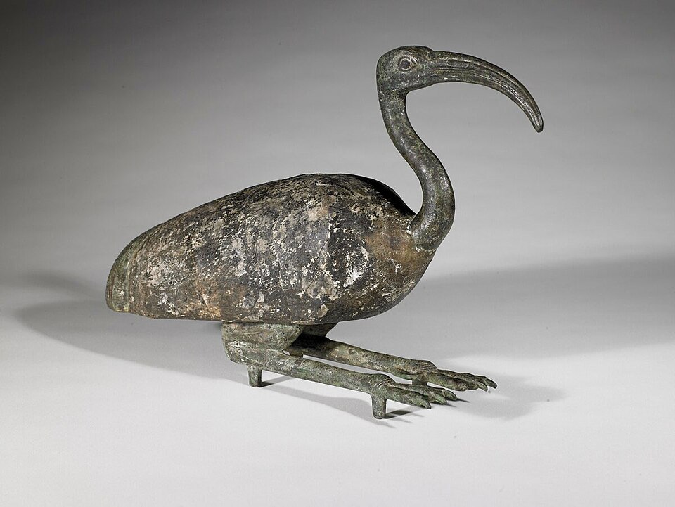 Ibis-BMA