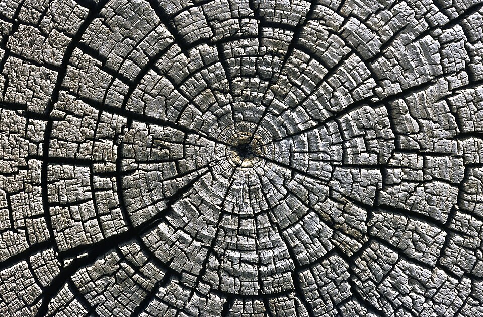 Weathered growth rings at Aztec Ruins National Monument