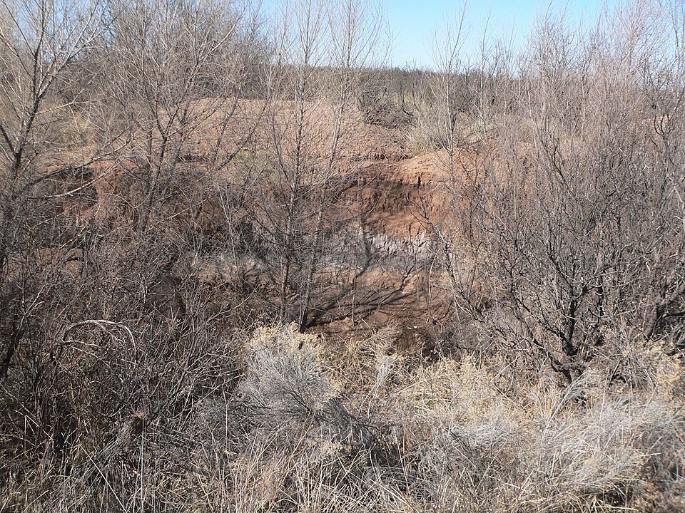 Murray Springs Clovis site, Clanton clay black mat 1