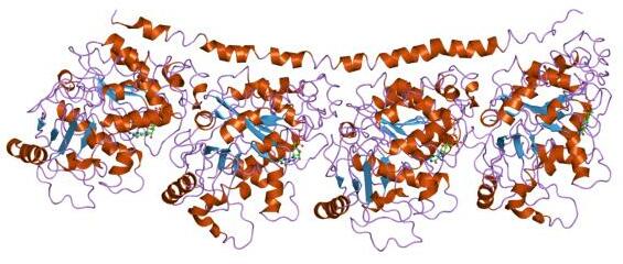 PDB 1ffx EBI
