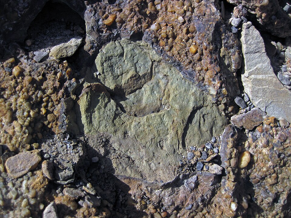 Clast of siliciclastic sedimentary rock in quartz-pebble conglomerate (Sharon Conglomerate, Lower Pennsylvanian; Jackson North roadcut, Ohio, USA) 2