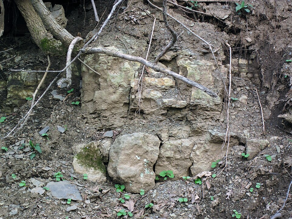 Nineveh Limestone (Greene Formation, Lower Permian; Clark Hill section, Monroe County, Ohio, USA) 2