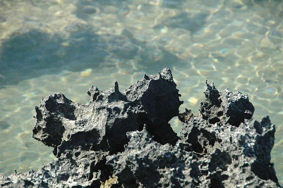 Karstified aragonitic limestone (Pain Pond, San Salvador Island, Bahamas) 4